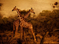 《长颈鹿，肯尼亚》