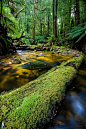 Mt. St. Gwinear. Beautiful scenery...beautiful Moss.  i just love the moss and forest look.  Nature is astounding.  actually God is - to give us such beauty.