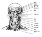 素描:人体脸部肌肉结构图