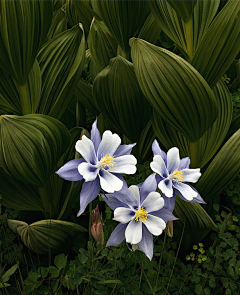 芯蕊之夢采集到花季