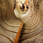 Majestic elk forest leaf  cool photo