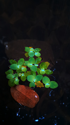 i新凉采集到花草