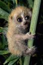 Baby Pygmy Slow Loris - adorable!