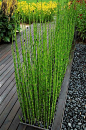 Horsetail reed- Loves water, swampy soil, loves sun, tolerate some shade. Fast growing to 3-4 feet, spreads underground if not contained. a great container plant.