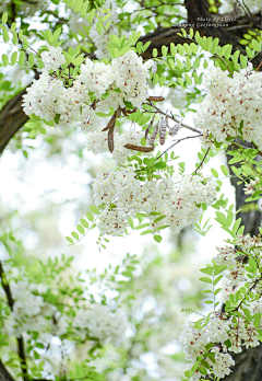 仅有的小骄傲采集到❀「一花一绽放」、