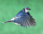 Photograph Billy Blue Jay