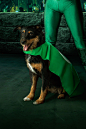 Rescue Dogs Make the Best Sidekicks : This project is for a non profit rescue organization. This is the second in the set of images we are working on and has a "Green Lantern" inspiration. The people in the images are real volunteers with real r