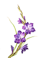 Gladiolus flower : Botanical illustration of gladiolus flower. Watercolor on paper.
