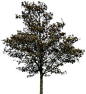 tree 36 png by gd08 on deviantART