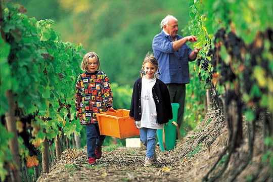 德国的葡萄酒文化与自然风光