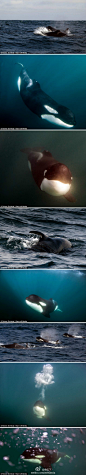 【组图：好有爱的虎鲸一家人】水下摄影师在南非伊丽莎白港发现了一群好有爱的虎鲸，其中的一头年轻的公虎鲸因为没有胸鳍而失去了捕食能力，但它的家人并没有抛弃它，让其自生自灭，而是允许它分享自己的猎物。也许这可以说明虎鲸并不像人们想像的那样无情冷血，反而也许比人类还懂得互相友爱呢[心]