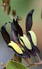 ♟奇葩植物。黑珊瑚豌豆 蝶形花科珊瑚豌豆属 原产澳大利亚