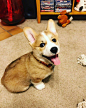 小短腿柯基 ins：teddy.thecorgi_ ​​​​