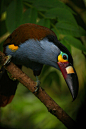 PLATE-BILLED MOUNTAIN TOUCAN