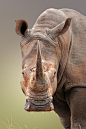 White Rhinoceros portrait by Johan Swanepoel