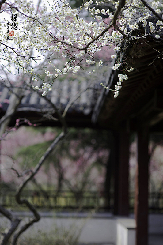 【春到梅花山 】