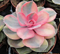 多肉植物--拟石莲花--Echeveria rainbow----彩虹