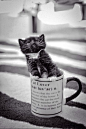 CUT Kitty | Cutest Paw