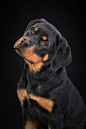 A rottweiler puppy by Elke Vogelsang on 500px