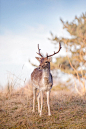 Deer by lizemijn on 500px