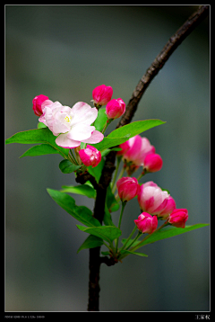 TDILB采集到Flowers/Plants