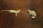 baby chameleons