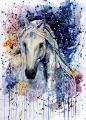 Watercolor art, horse: 