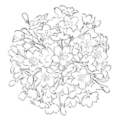 君程采集到花朵素材