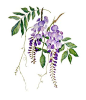 Deadly- wisteria drawing - Google Search: 