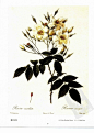 麝香玫瑰 Musk Rose
麝香玫瑰为野生玫瑰，是一种带刺的疏松灌木，株高可达1.2-1.8米。嫩枝稀疏，其刺略带红色；小叶互生，5-7枚，灰绿色；花期为仲夏至秋季，开纯白色单瓣花，簇生，雄蕊为柠檬黄色，因释放出浓郁的麝香味而得名“麝香玫瑰”，并广为栽培。
原产地不明，据说起源于北非，曾充当灌木蔷薇许多品种的母体。

 