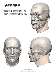 ZBJ崔劲采集到人体结构