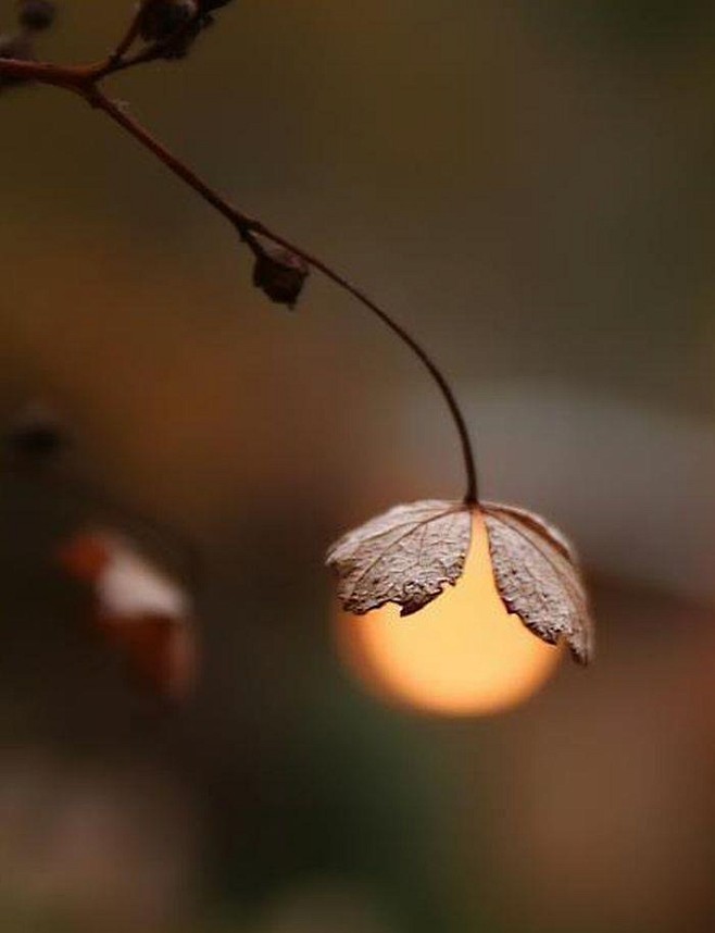 童话般的灯光，月亮花、赏花灯
 fair...