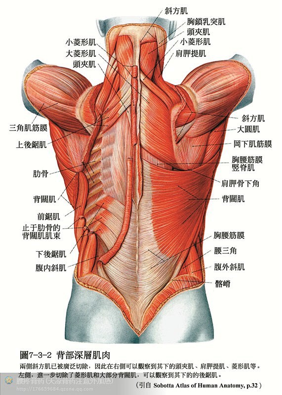 人体解剖--骨骼，肌肉很全面的套图
