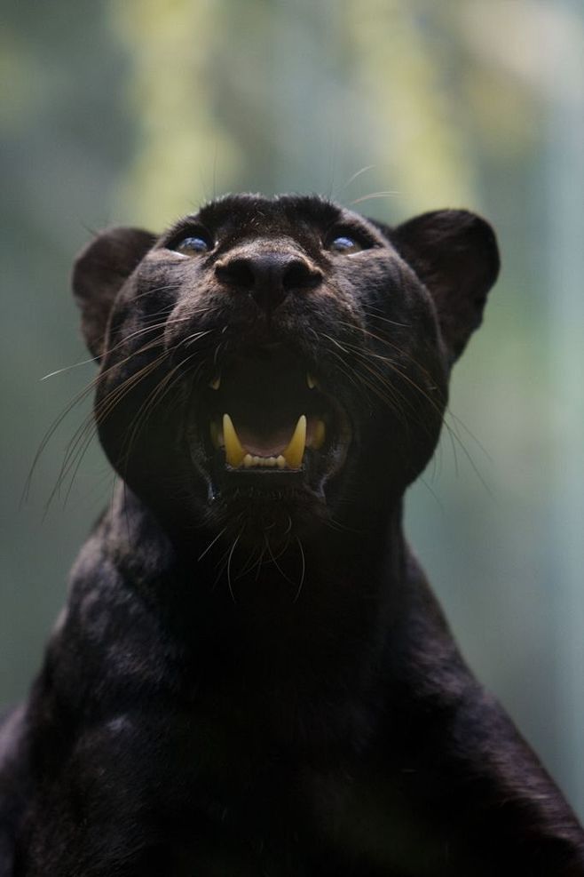 梦幻生物 黑豹——猫科里的黑钻，其实黑豹...