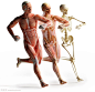 跑步骨骼人体解剖模型