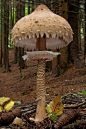 艷麗而致命的蘑菇