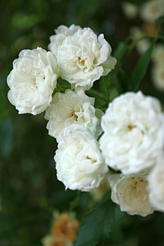 花花花非花采集到花儿