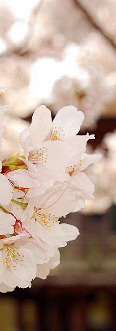 桃花島蘅师妹采集到❀ 花 事 了 °