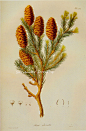 全部尺寸 | Picea Obovata Prestele Botanical Illustration | Flickr - 相片分享！