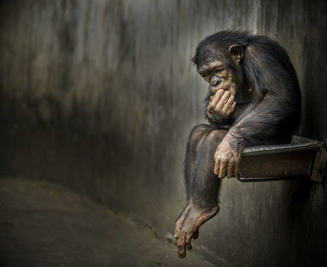 The Great Thinker by...