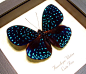 Hamadryas velutina The Velutina Cracker Butterfly from Costa Rica Beautiful Archival Conservation Display