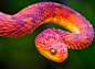 African Bush Viper