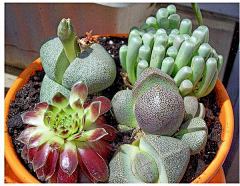 Nala-bunny采集到多肉/多浆植物Succulent plants