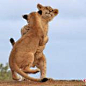 南非两只小狮崽大跳“华尔兹” 勾肩搂腰超可爱