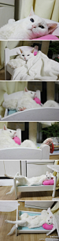 这只可爱的白猫叫做SUEKO，来自日本，她已经20岁了哟，她出生在1992年4月25日，她的主人非常爱她，定期带她检查身体，把她打扮的干干净净，她还有自己专用的小床，小枕头，小被子。她的睡姿是不是很销魂？