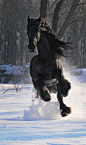 Black horse running in snow. | Horses, Ponies 