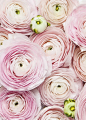 Product Styling and Photography by Shay Cochrane | www.shaycochrane.com | pink ranunculus, pink florals, blogger images, wedding planners, styled stock, SC Stockshop: 