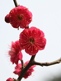 花精萍采集到鲜花----幸福像花儿