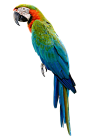 鸟-鹦鹉