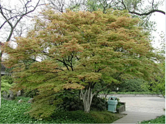 顾慕兰采集到植物品种